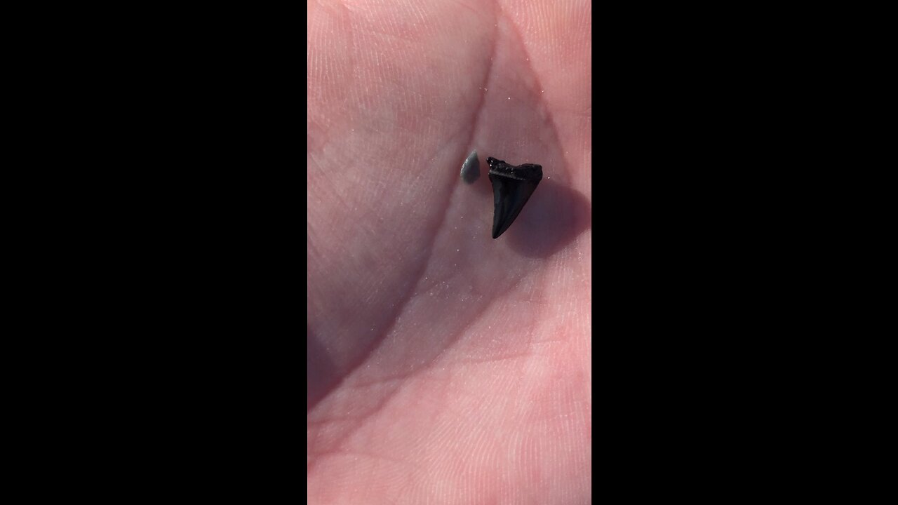 Shark tooth