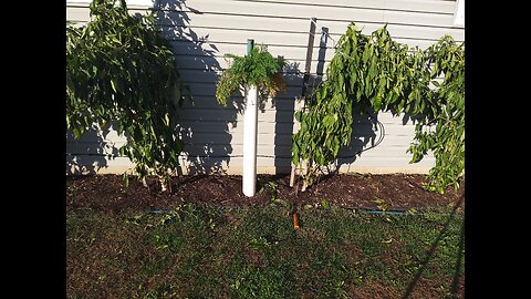 Harvesting My Pipe Grown Carrot Experiment 11/30/24