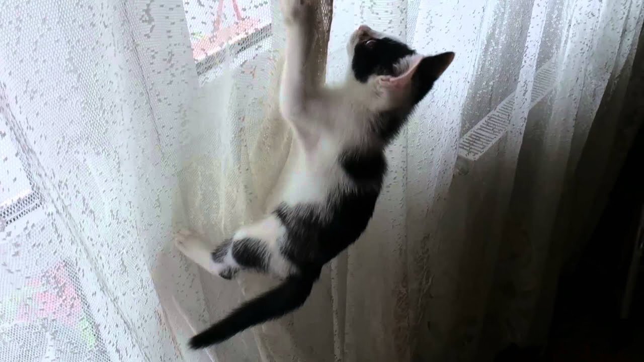 KITTEN Climbs Curtain | Caught On Tape | So CUTE!