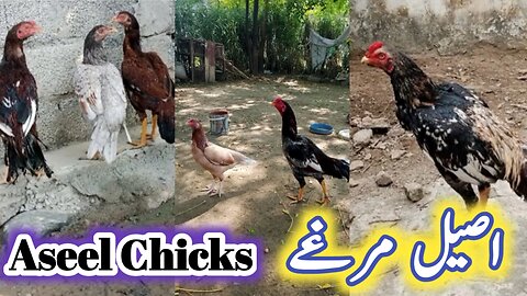 Aseel Desi Chick's | Pure Desi Rooster