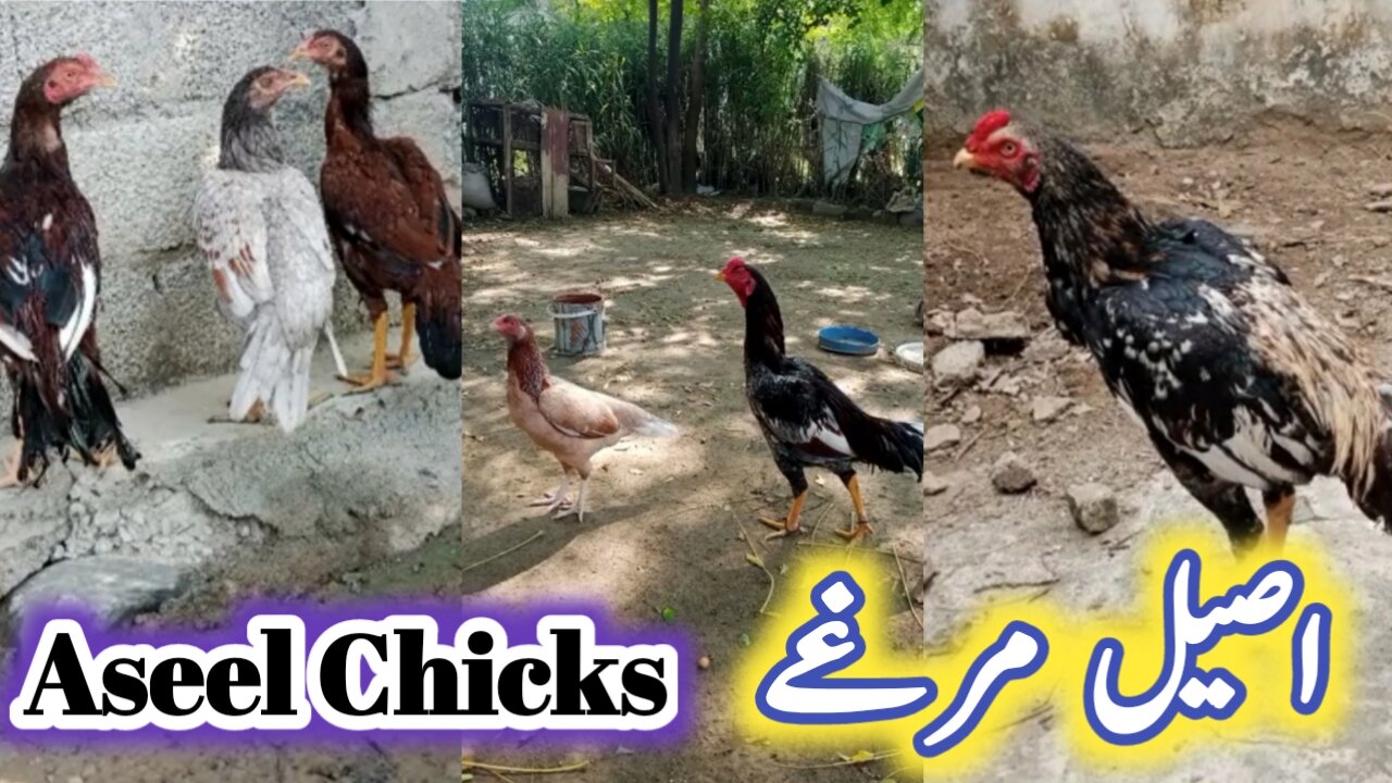 Aseel Desi Chick's | Pure Desi Rooster