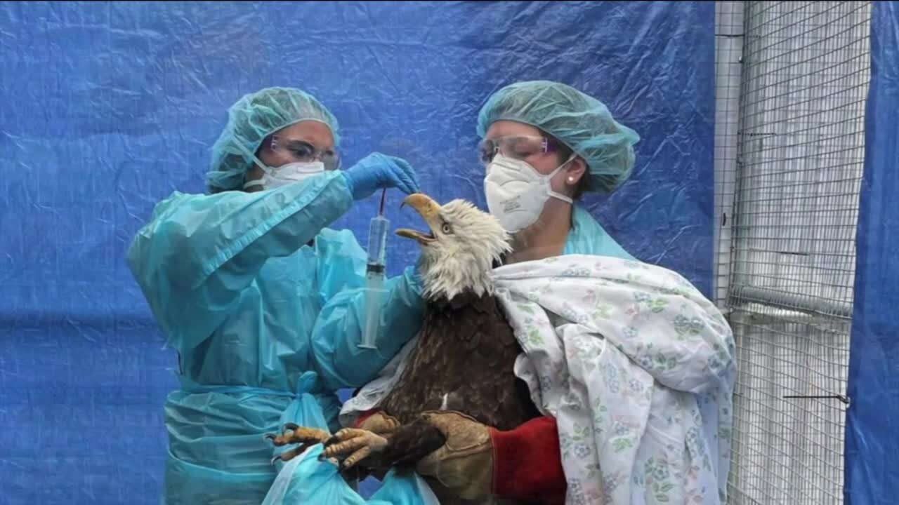 Bay View bald eagle tests positive for Avian Flu