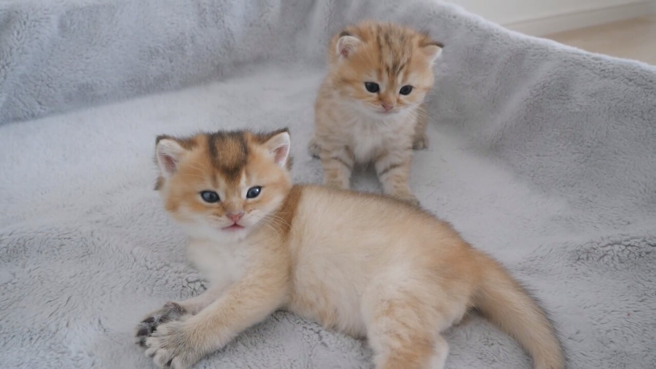 Fluffy Frenzy 😺🐈 the cutest kitten fight ever!