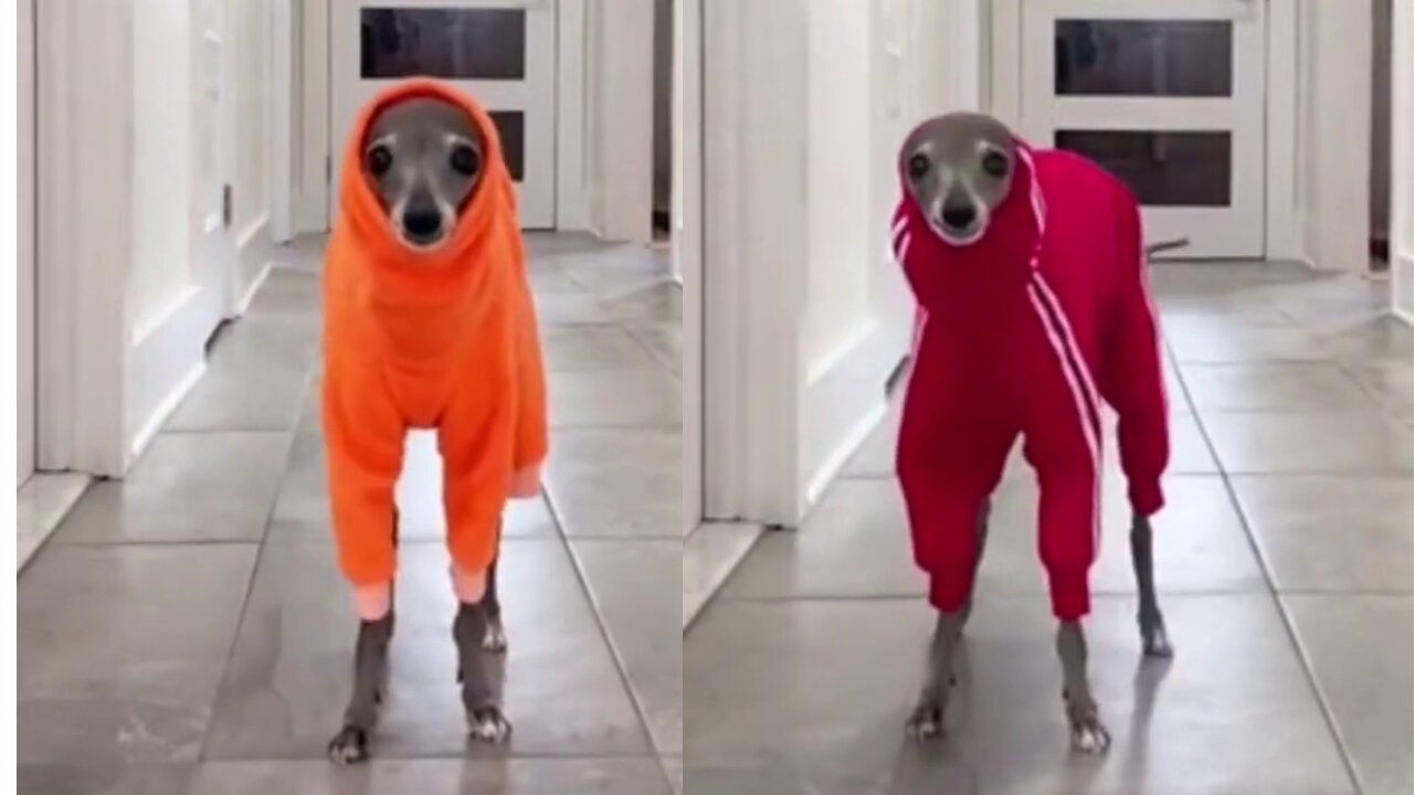 Model Dog showcases it's winter creations to its owner I Dog Fashion