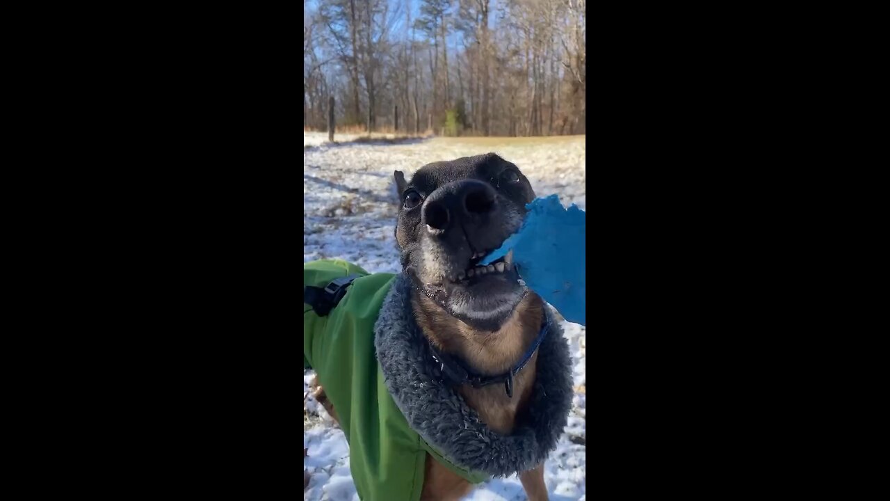 Very excited doggo