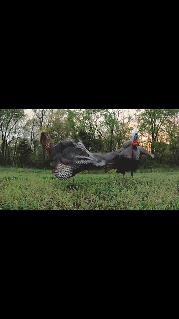 Turkey WING Slaps Decoy!