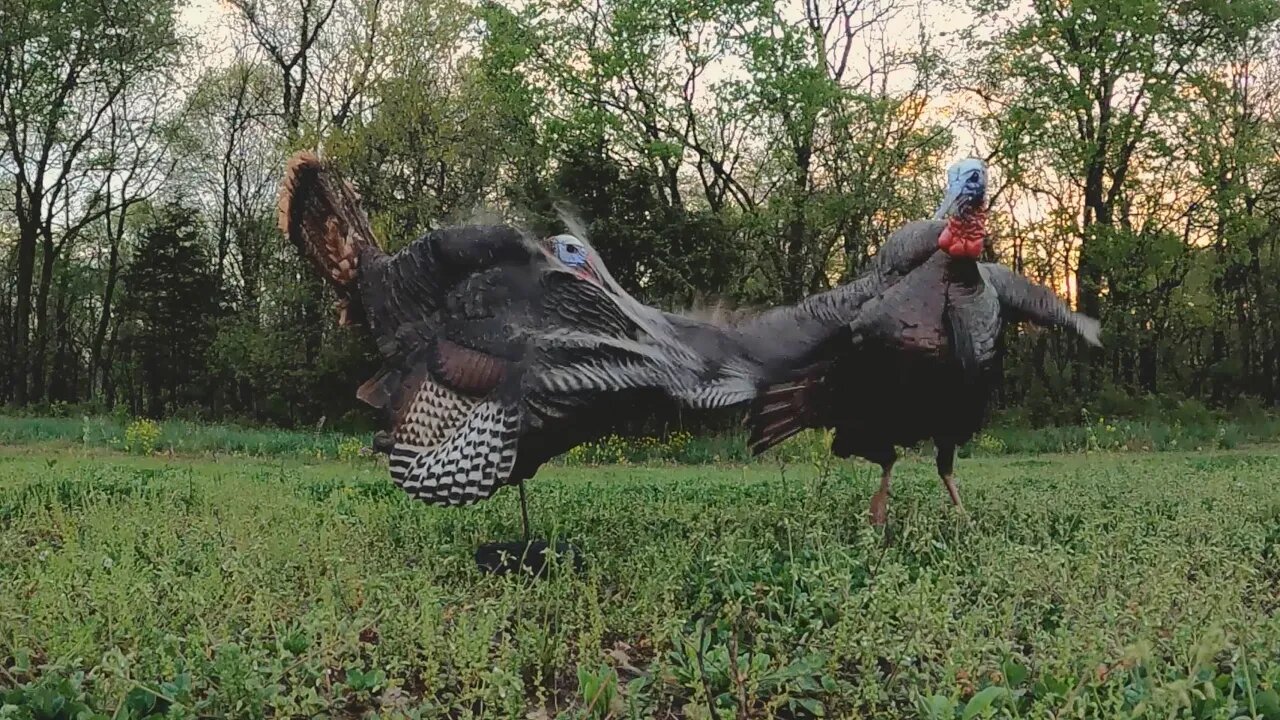 Turkey WING Slaps Decoy!