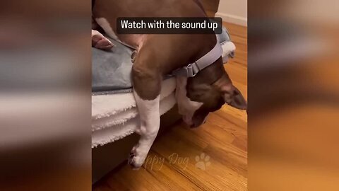 Funny animals - Funny cats / dogs - Funny animal videos / Best videos of January 2023