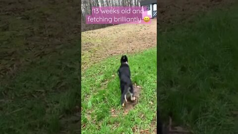 Amazing Fetch at 13 weeks old! #shorts #youtubeshorts #gsd