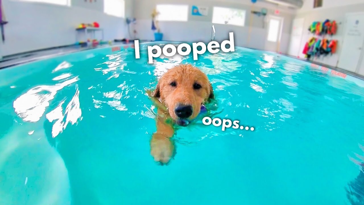 DOG POOPED IN SWIMMING POOL