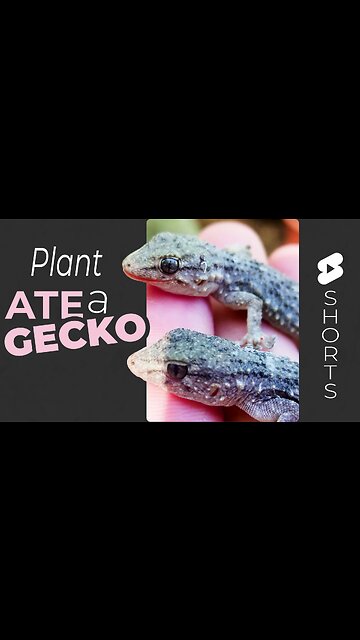 Plants Eating Lizards! #Shorts