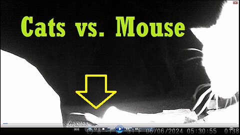 Cats Vs. Mouse - Cats Lose