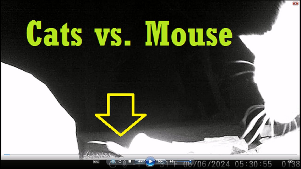 Cats Vs. Mouse - Cats Lose