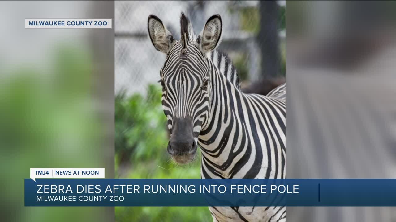 Milwaukee County Zoo zebra dies after running into wire fence