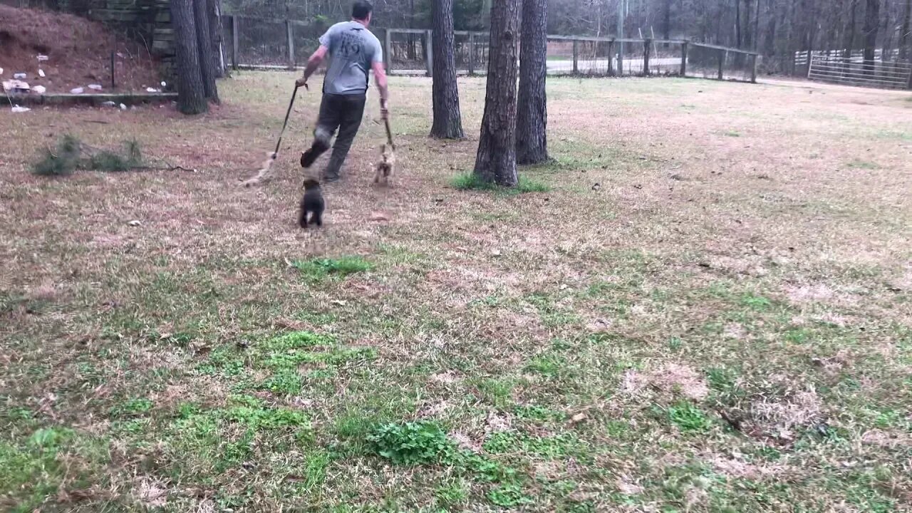 Justice x Halo pups at 10 weeks