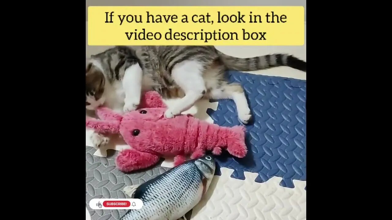 cute cat videos 😹 funny videos 😂157