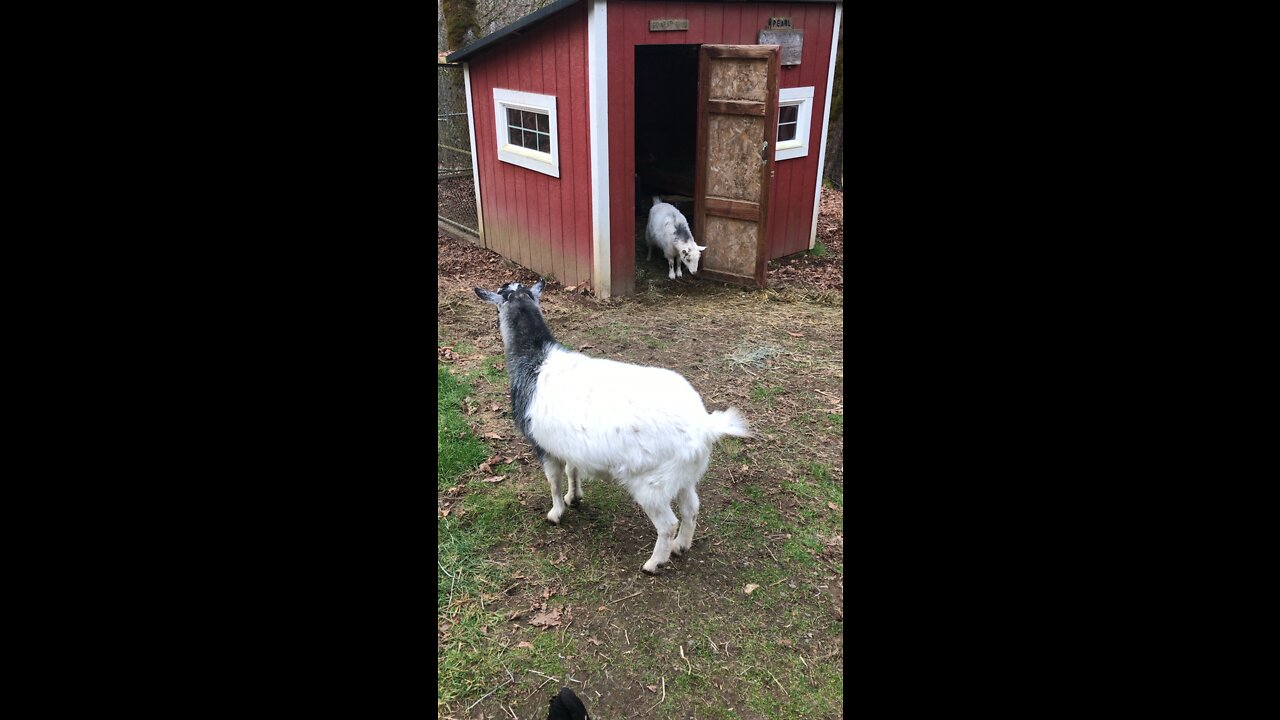 Feeding goats