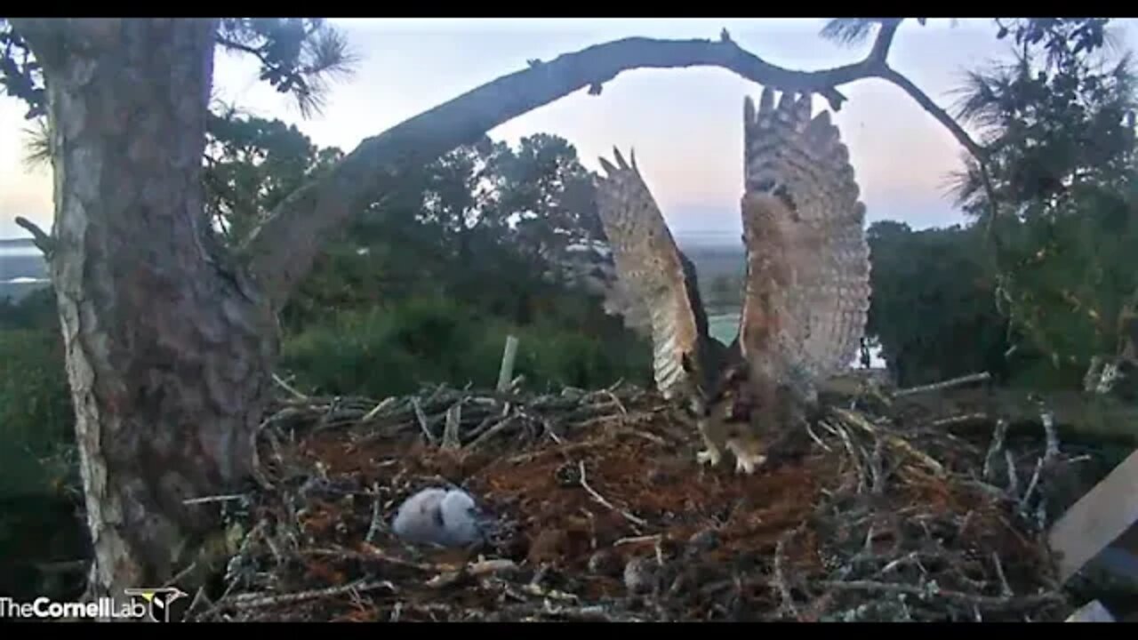 Mom's AM Leave and Return 🦉 3/6/22 05:48