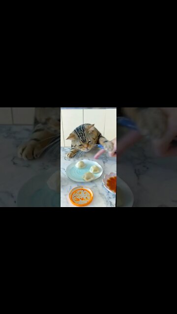 cat hungry attack on my lunch