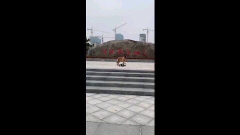 Funny videos dog