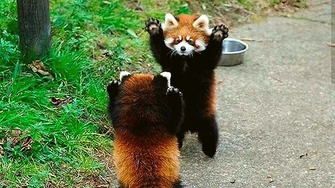 Red Panda With Overloaded Cuteness