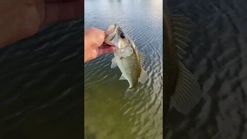 Bass on the Texas rig!