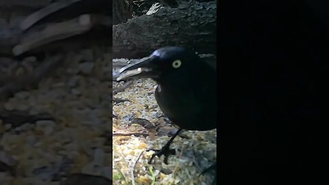 Beautiful 😍black bird 🐦with striking yellow eyes 👀#cute #funny #animal #nature #wildlife #trailcam