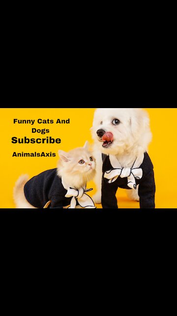 Funny Cute Pets And Animals