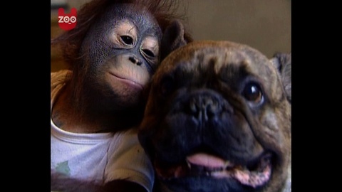 Bulldog Kisses Orangutan