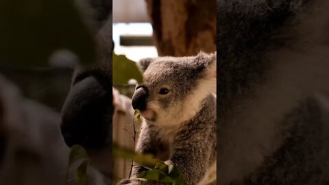 #koala#amazing#naturelovers#animals#animallover