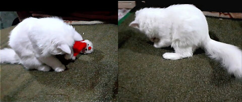 Kitten Asking Santa Claus About It's Gift