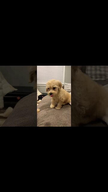 Puppies Are The Cutest Things 🐶 #puppy