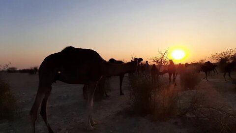 Sunrise meditation in Sun city Jodhpur