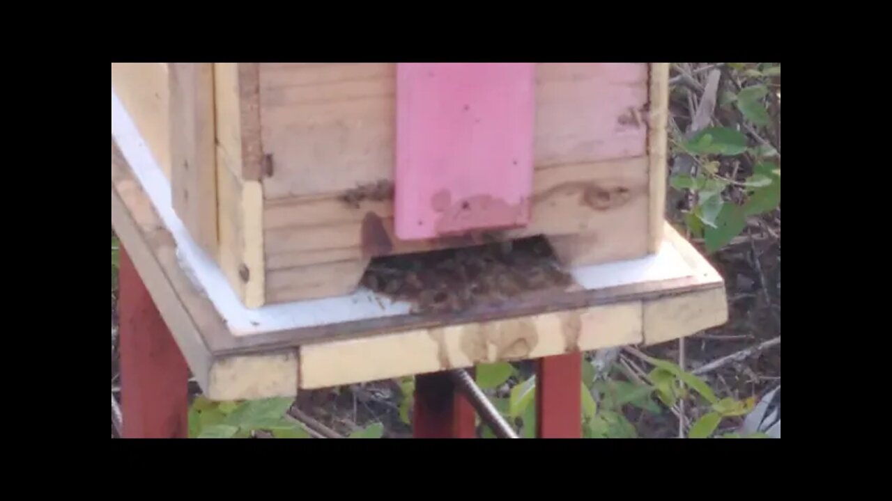 Captura de 2 enxame em apenas 1 dia Caixa isca abelhas apis