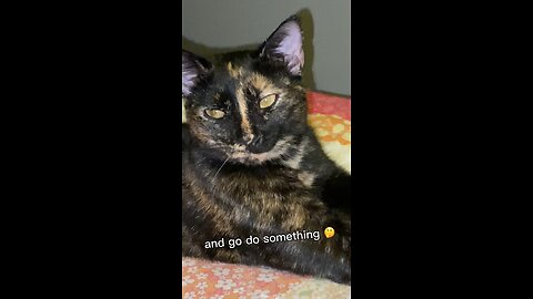 Lazy Kitty