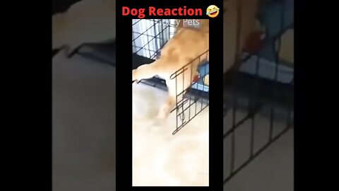 Dog surprised 😮