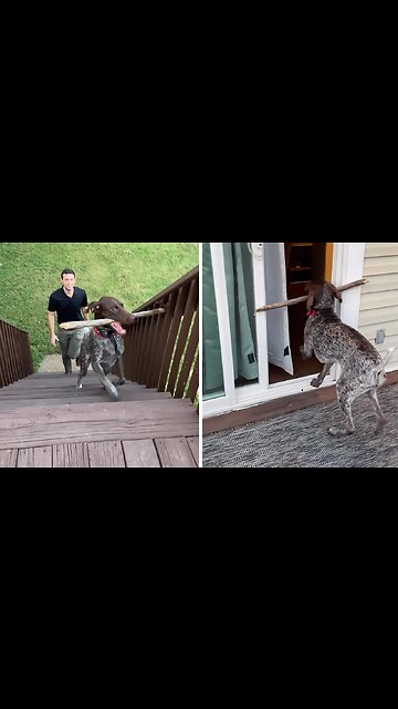 Dog's Stick Is Too Big To Fit Through The Door