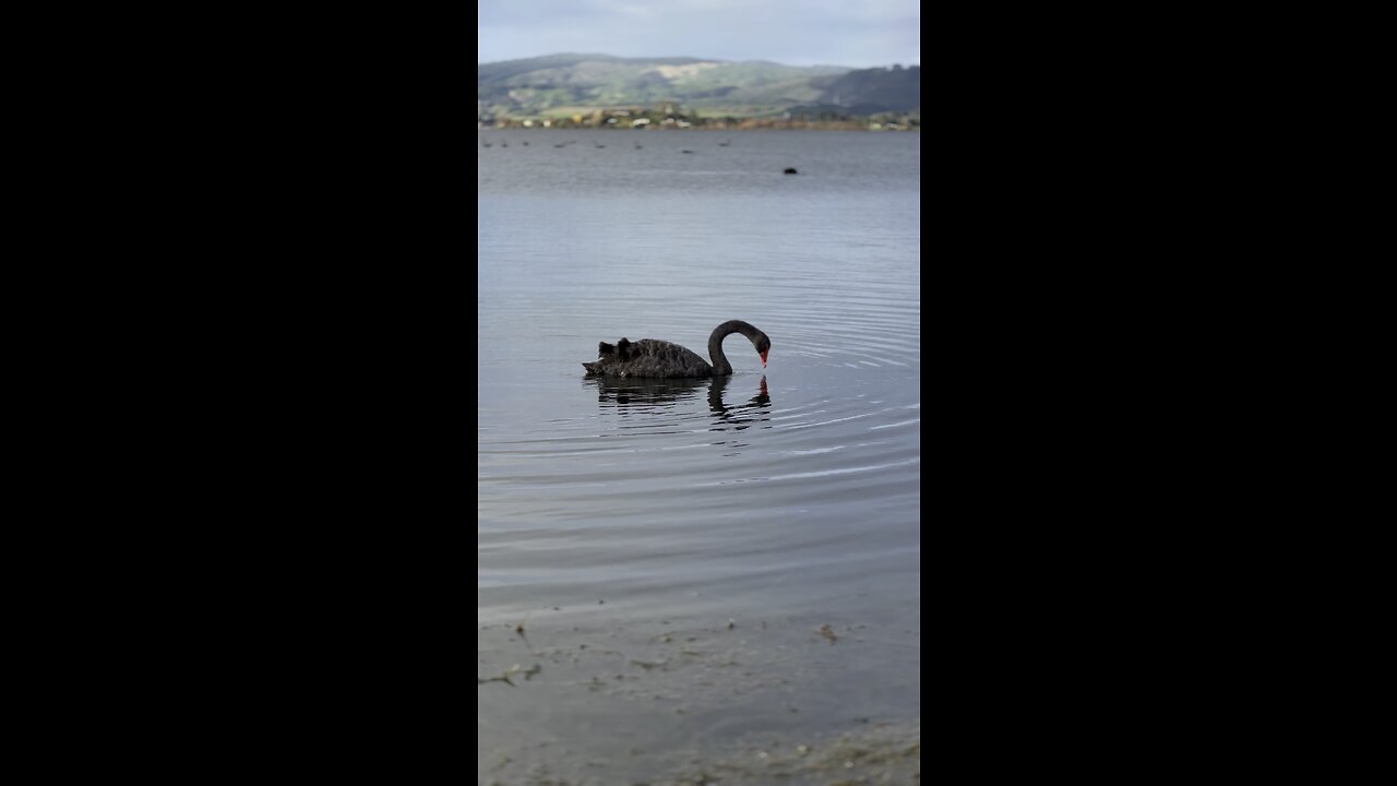 Duck in lake