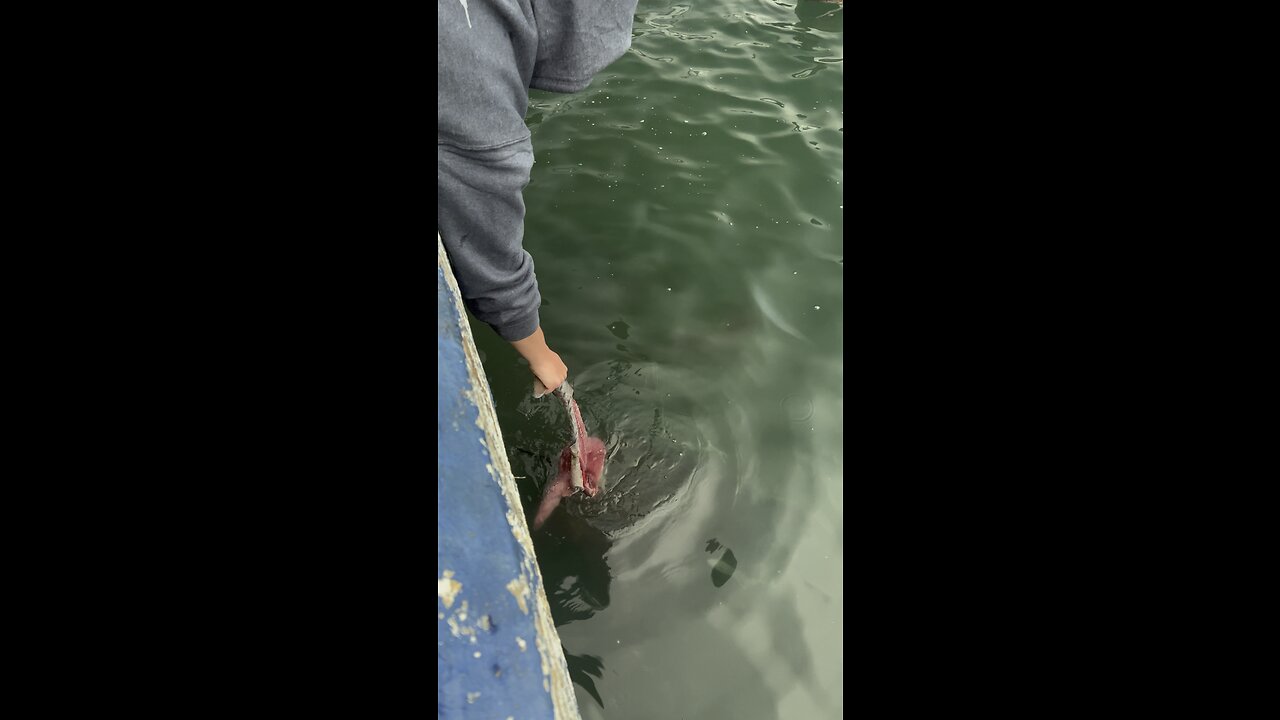 Feeding a 500LBS Grouper