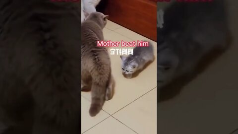 Don't mess with mother #cats #catlover #funny #petlover #shorts