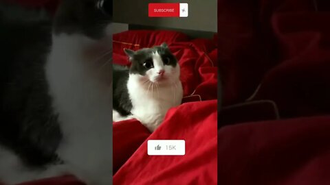 Funniest Cat • Cuten Cat