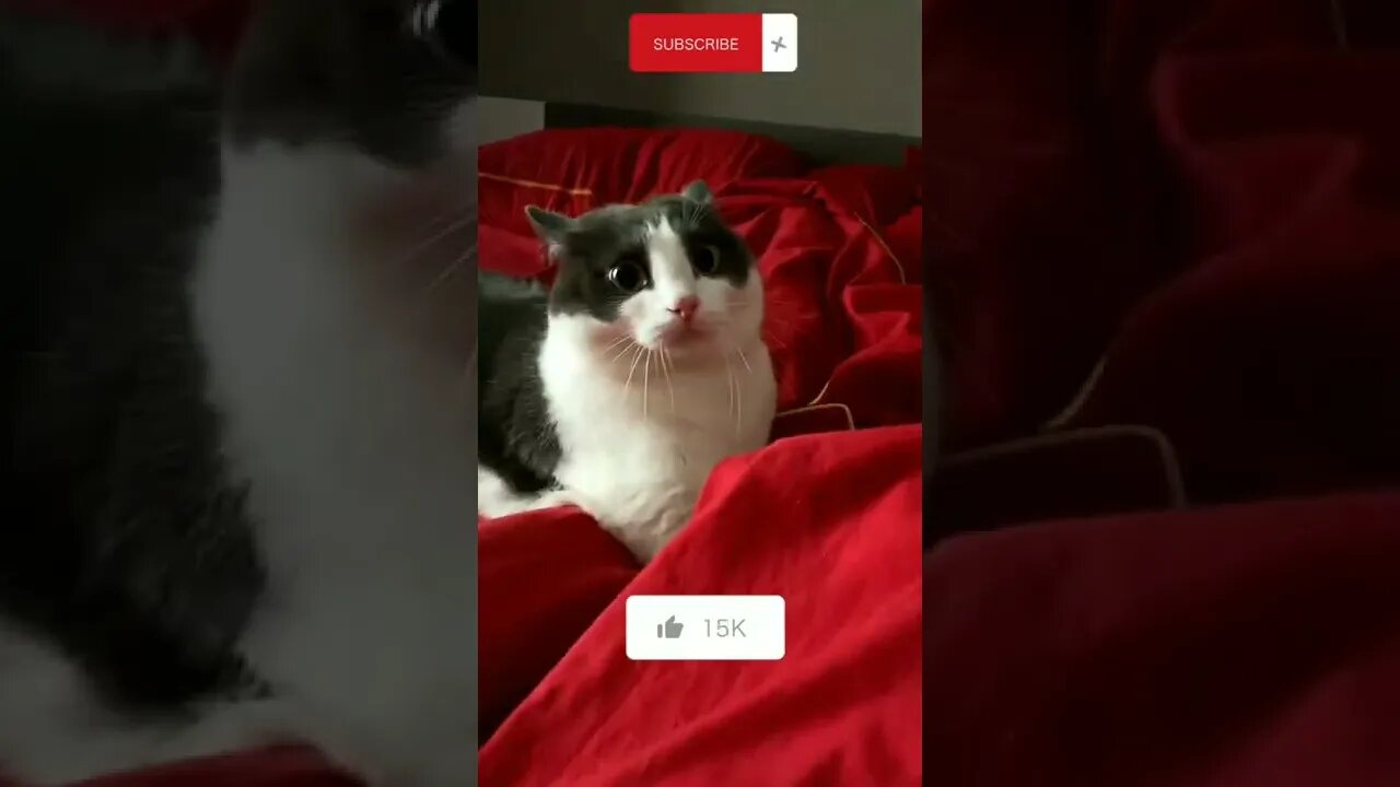 Funniest Cat • Cuten Cat