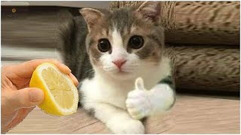 Funny cat video
