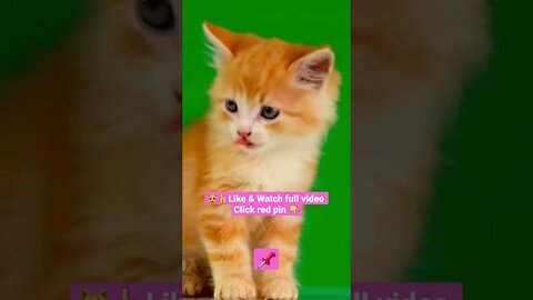 cute cat videos 😹funny videos 😂1393😻#shorts #catvideos #funnycatsvideos #cat #funny_cat #cutecat