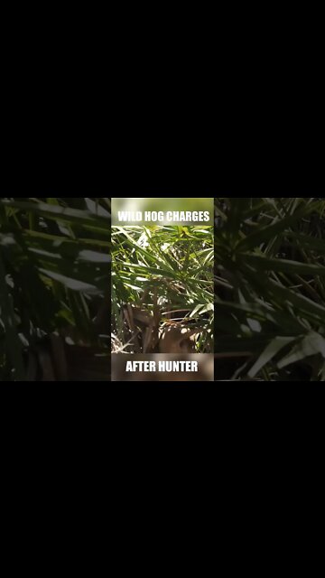 Wild hog charges after hunter! 🐗#Shorts