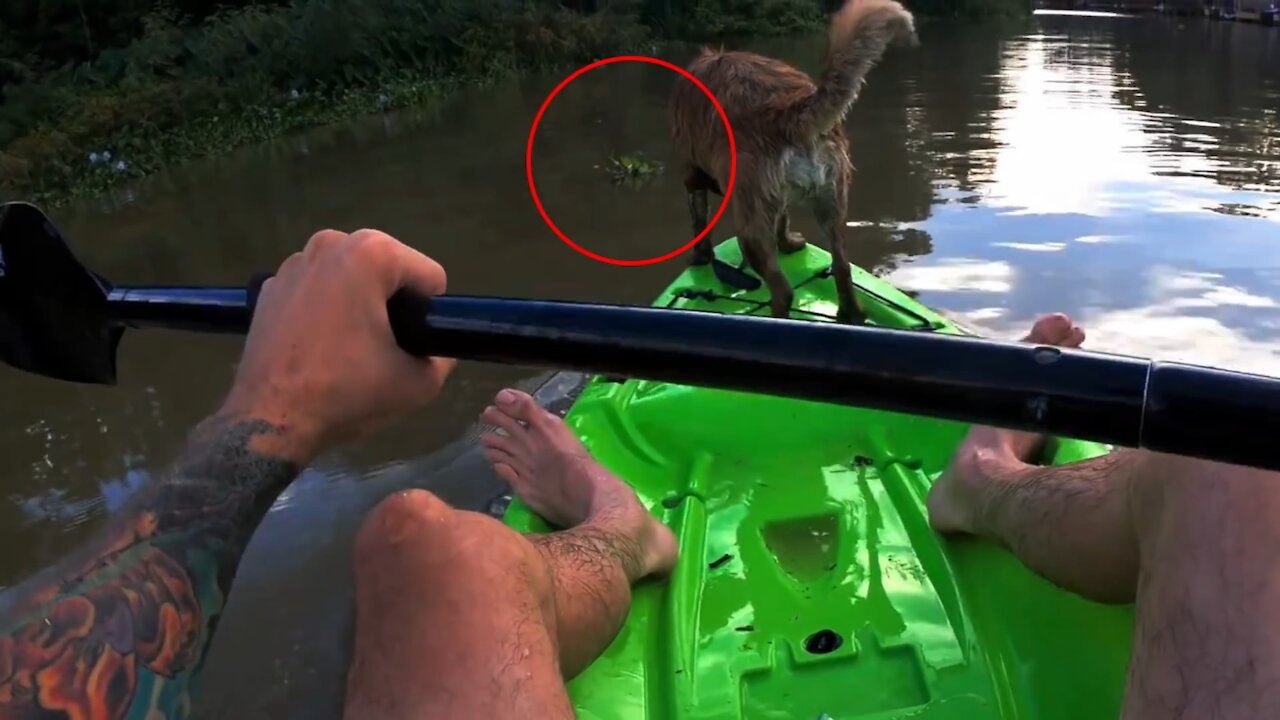 Cute dog spots crocodile in water and wants to jump from the kayak.