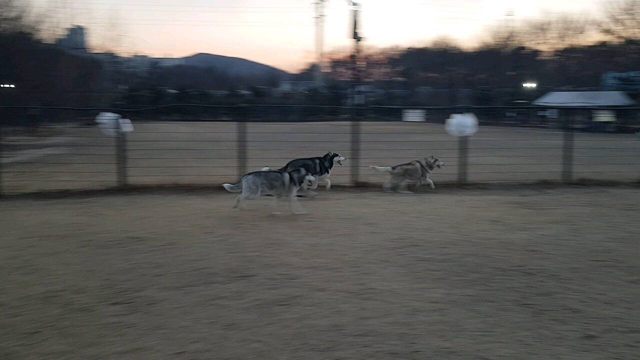 Husky puchitan, who plays with husky friends.