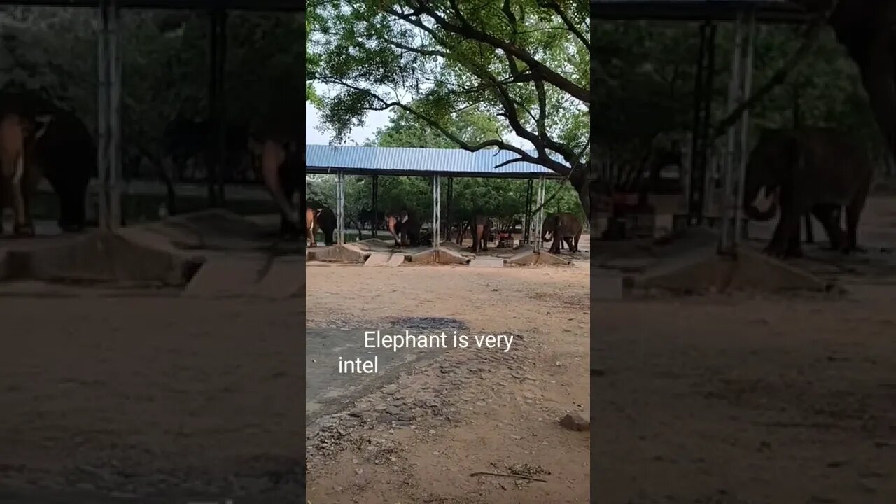 🐘Elephants intelligent animals video,#shorts,#elephants,#eatinggrass,#elephantvideos,#viral,#Ganesh