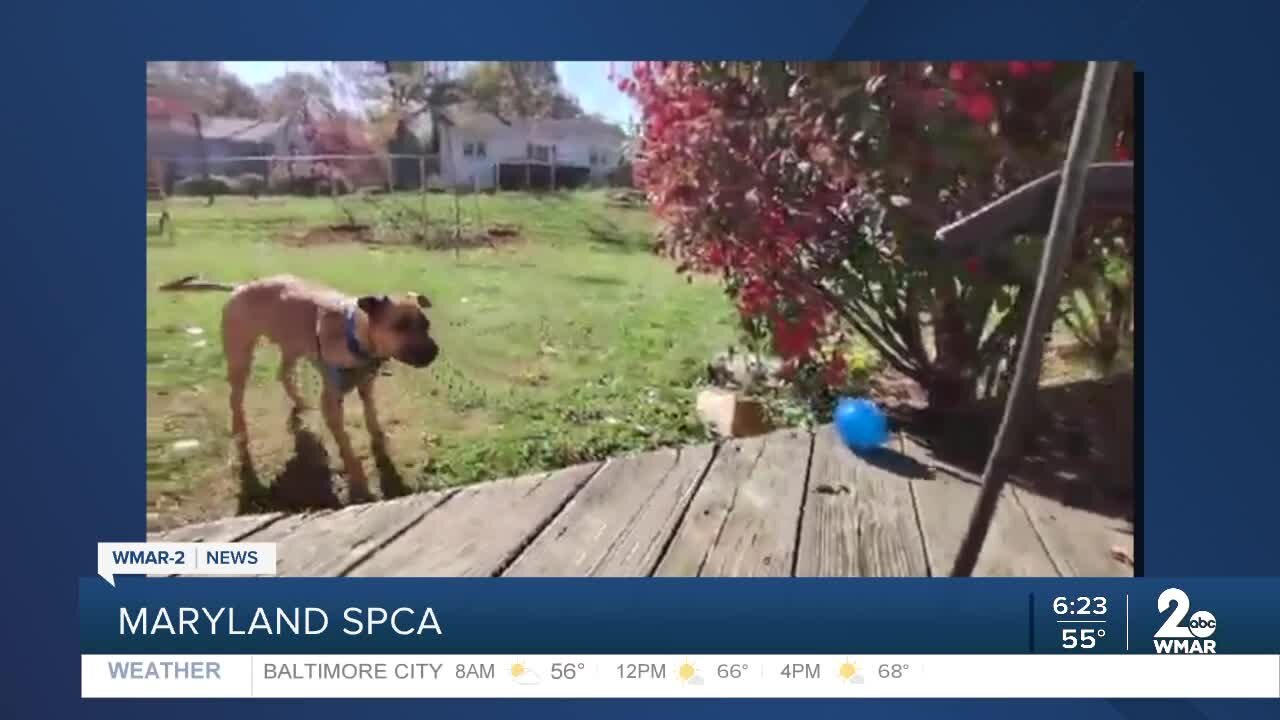 Maryland SPCA says Good Morning Maryland
