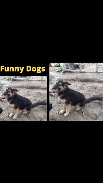 FUNNY Dogs |Susantha 11|#Shorts+dogs